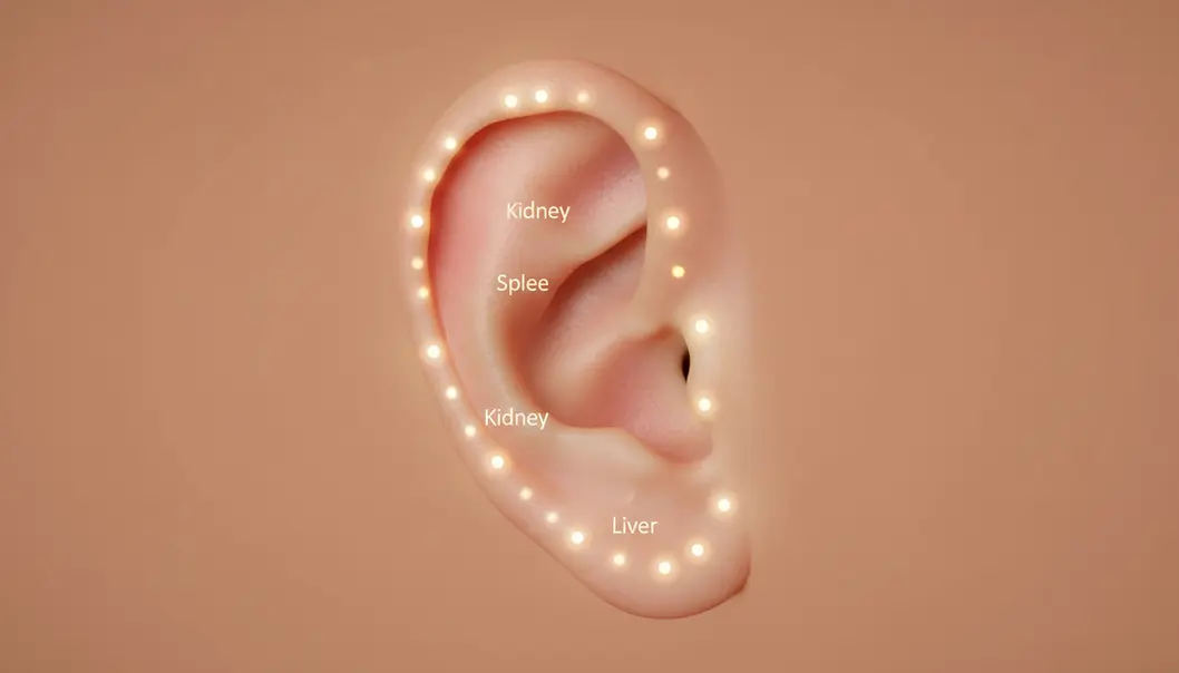 Auricular acupuncture focuses on specific points on the ear to help regulate appetite and digestion.