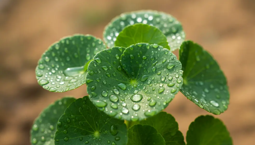 Centella Asiatica, also known as Tiger Grass, is the powerful healing herb behind K-beauty’s famous cica creams.