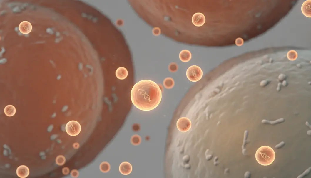 Exosomes act as cellular messengers, transferring crucial biological information between cells.