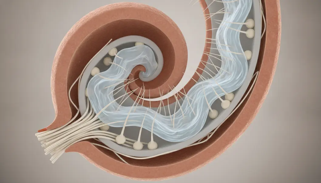 Microscopic view of inner and outer hair cells within the cochlea.