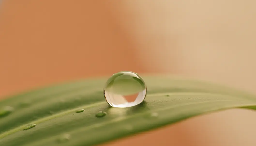 The regenerative power of c-PDRN and hydration.