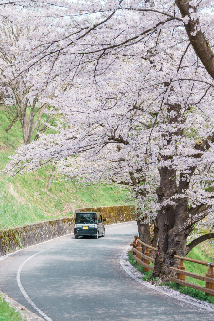 벚꽃 시즌 피부 관리 비결