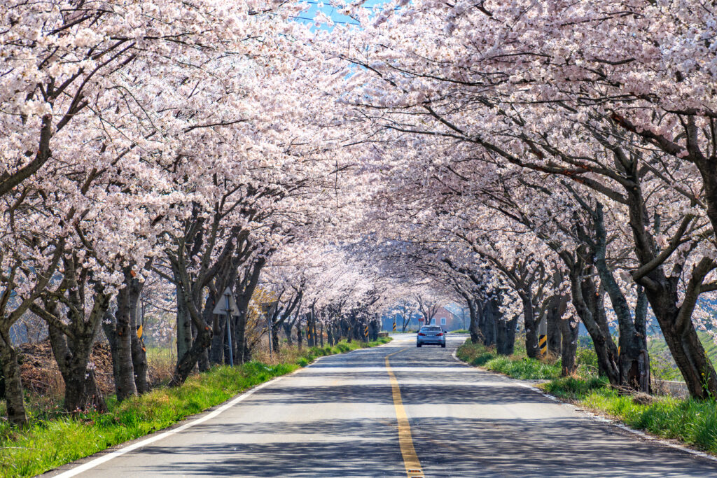 전국 벚꽃 명소