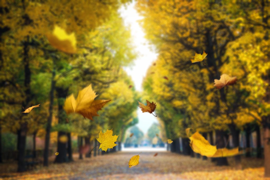 GettyImages 2228366060